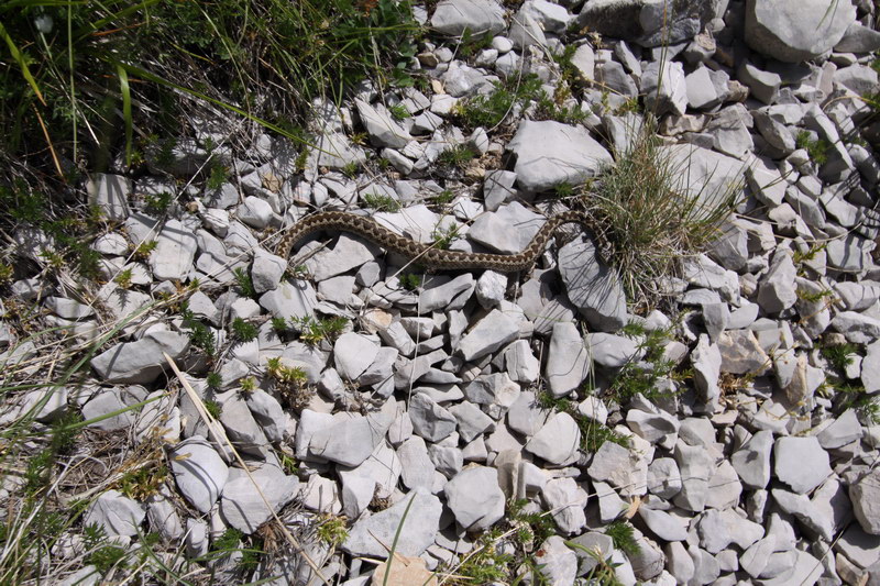 in alta quota nei miei Sibillini